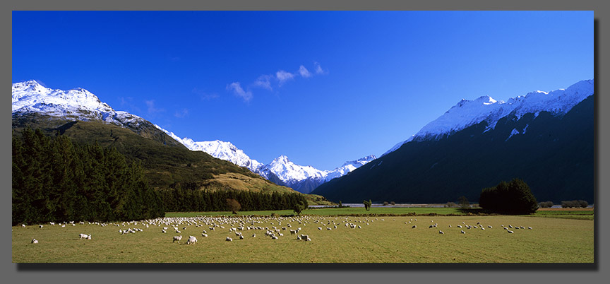 NZ Sheep Farming Photos